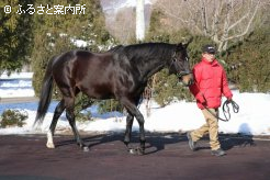 ダノンシャンティはフジキセキ後継種牡馬でも、屈指のスピード能力を産駒にも伝えている