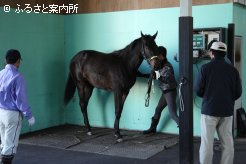 JRA職員による馬体重測定