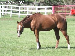 一般公開中のマヤノトップガン(牡22歳) 