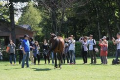 すぐ近くまでやってきてくれる種牡馬たち