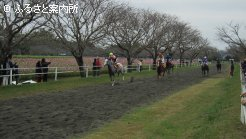 大迫力のサラブレッドレースの様子