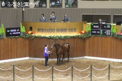 最高価格となったアポロティアラの2017