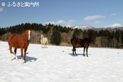 丘の上にある広大な放牧地で過ごす繁殖牝馬たち