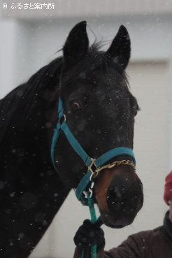 今年から韓国で種牡馬生活を送るスパイキュール