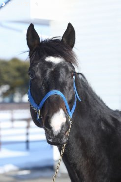 アメリカ人気種牡馬メダグリアドーロの日本初後継種牡馬となる