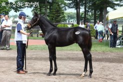 最高価格馬「アゼリの2013」