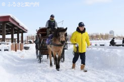 馬そりを引くのはどさんこのマカロン