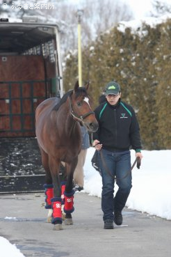 社台スタリオンステーションにスタッドインしたジャスタウェイ