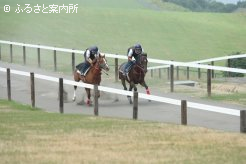気持ち良さそうに坂路コースを駆け上がる2歳馬