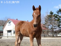 ネロの初年度産駒となる母カエデの牡馬