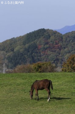 写真５ [放牧地]