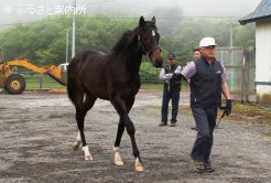 牡の部で最優秀賞を受賞した「ダイゴホーム」