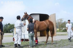 マイクロチップ検査を受けるJRA購買馬