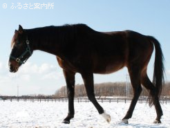 雪を踏みしめながら、よく歩いている