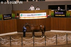 ジェイエス繁殖牝馬セール