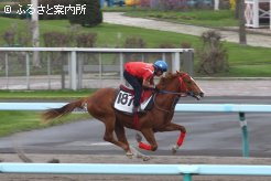 牡馬で最高価格となったウイズアフェクションの2011