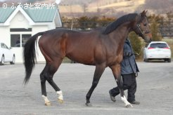 アグネスタキオンの貴重な後継として期待は大きい