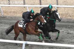 颯爽と馬場を駆け抜ける上場予定馬