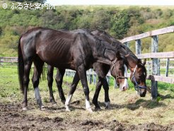 法理牧場には9頭が入厩