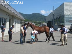 JRA職員による馬体検査