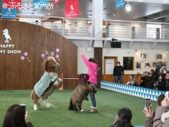 元日に行われた特別ポニーショー