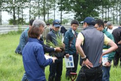 放牧地では牧草と雑草の見分け方を習得した