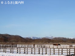 繁殖牝馬は14頭