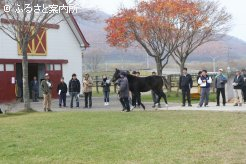 10牧場から10頭が出陳された当歳馬品評会