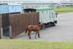 JRA日高育成牧場に到着するサマーセール売却馬
