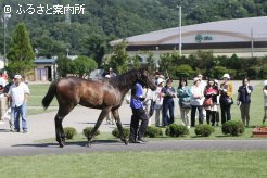 サマーセールの様子を見学するツアー一行