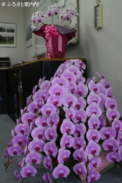 事務所に飾られているお祝いの花