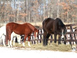 仲間の馬とも打ちとけている様子