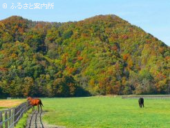 エイシンヒカリが駆けていた直線約500ｍの縦長の放牧地