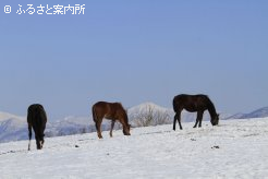 写真４　[冬の放牧地3]
