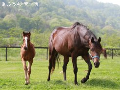 ワンダーグラスと今年の当歳(牝)