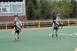 見事なクールベットを決めるアンダルシアン