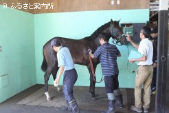 JRA職員による馬体重測定