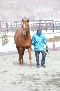 今年、産駒がデビューするカネヒキリ