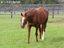 顔の大きな流星が特徴