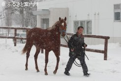 スパイキュールと一緒に明け2歳馬も輸出検疫に入った