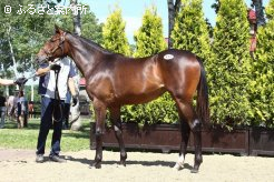 牝馬の最高価格「トゥザヴィクトリーの2012」