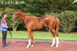 価格2位タイNo.198「ファーストネオ」