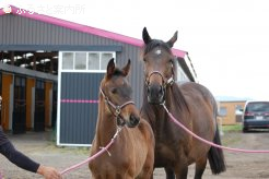 グローリアスライブの母ルーマードダイヤ(10歳)と今春生まれた当歳馬