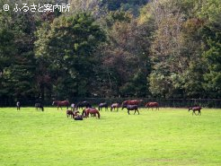 牧場では離乳が行われています