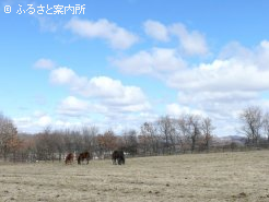 鋭気を養う1歳馬たち