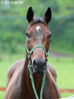 岩手で活躍中のシーグランディの母カミノスキー