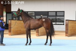 牝馬最高価格