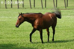 カンパニー