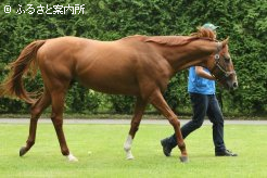 500kgを優に超える素晴らしい馬体で報道陣を圧倒した