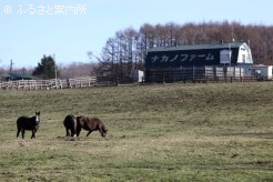 放牧地と厩舎